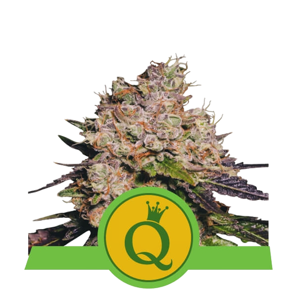 Purple Queen Auto | AUTOFEM | Royal Queen Seeds