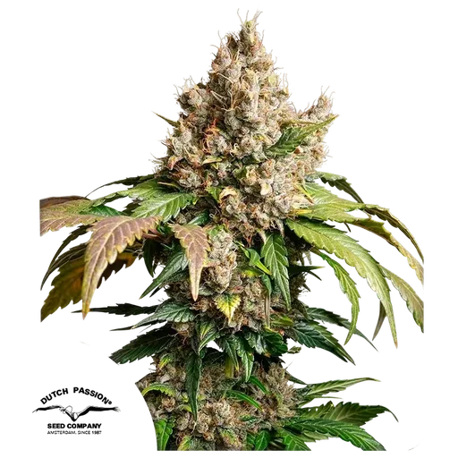 Red Tropicana Cookies | AUTOFEM | Dutch Passion