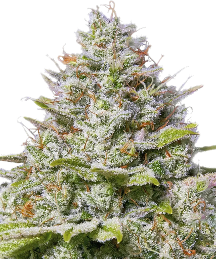 Blue Gelato 41 | PHOTOFEM | Barneys Farm