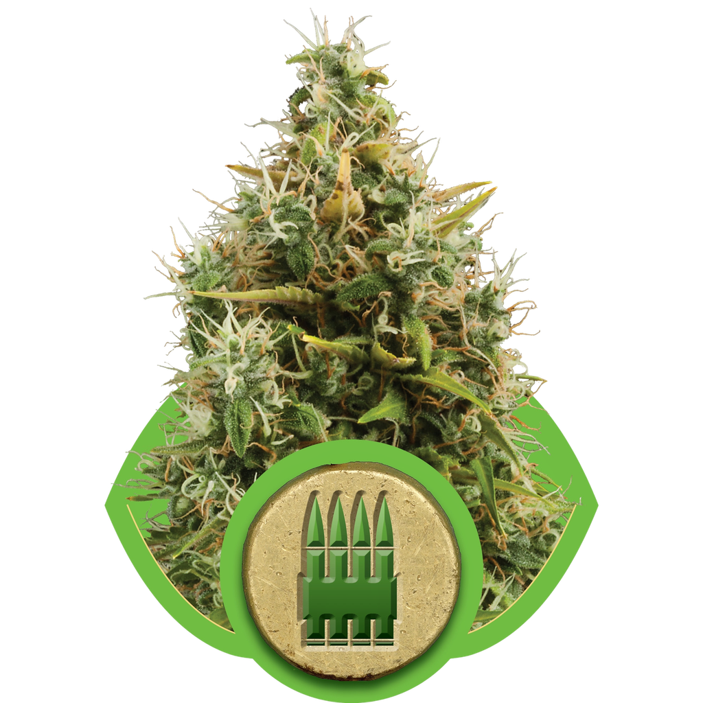 Royal AK Auto | AUTOFEM | Royal Queen Seeds
