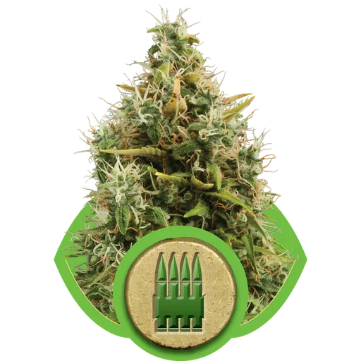 Royal AK Auto | AUTOFEM | Royal Queen Seeds