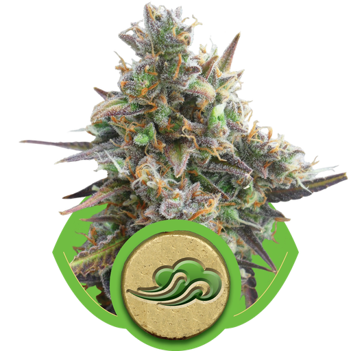 Royal Bluematic | AUTOFEM | Royal Queen Seeds