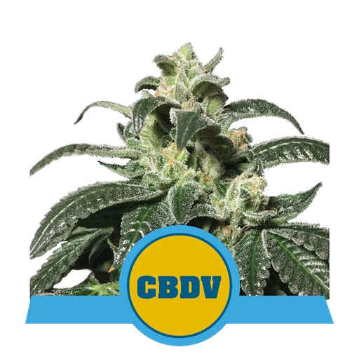 Royal CBDV | AUTOFEM | Royal Queen Seeds