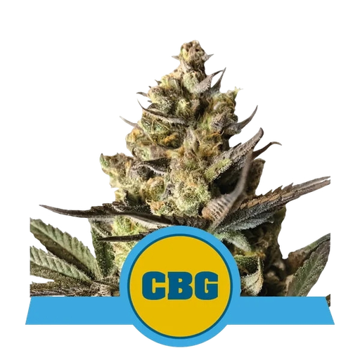 Royal CBG | AUTOFEM | Royal Queen Seeds