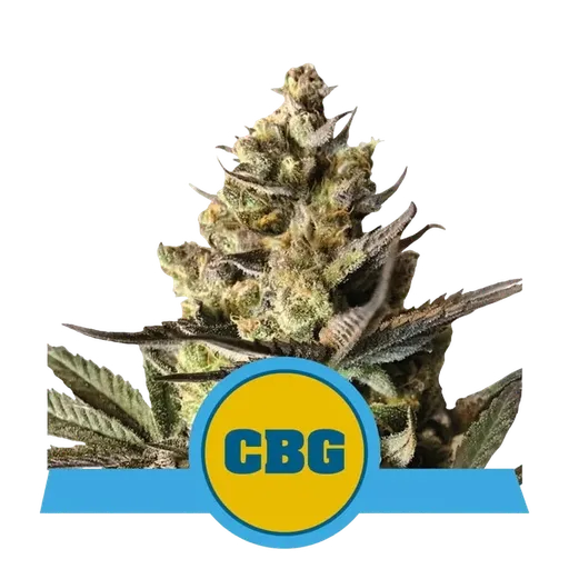 Royal CBG | AUTOFEM | Royal Queen Seeds