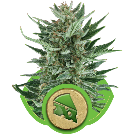 Royal Cheese | AUTOFEM | Royal Queen Seeds
