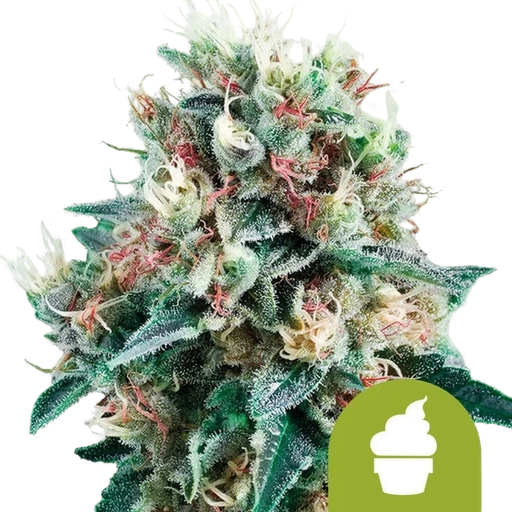 Royal Creamatic | AUTOFEM | Royal Queen Seeds