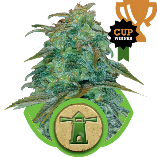 Royal Haze | AUTOFEM | Royal Queen Seeds