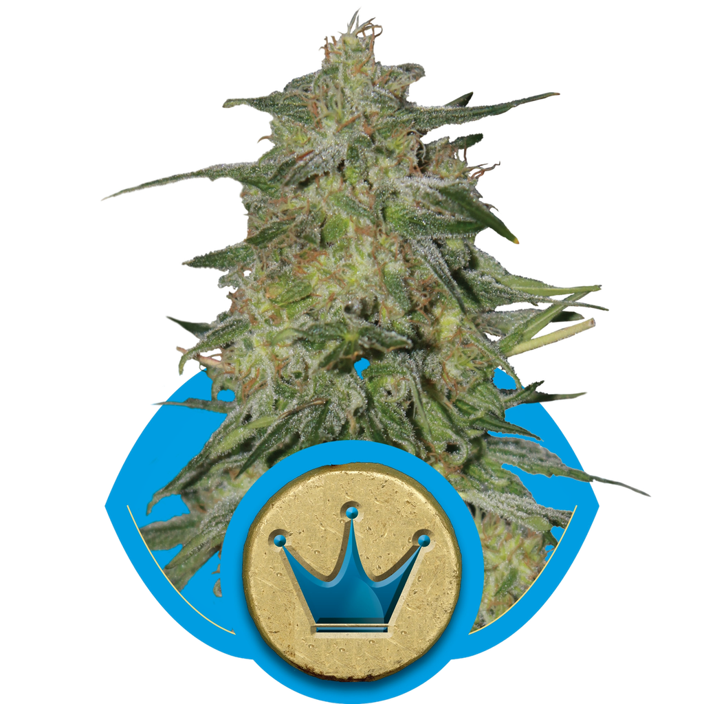 Royal Highness CBD | PHOTOFEM | Royal Queen Seeds