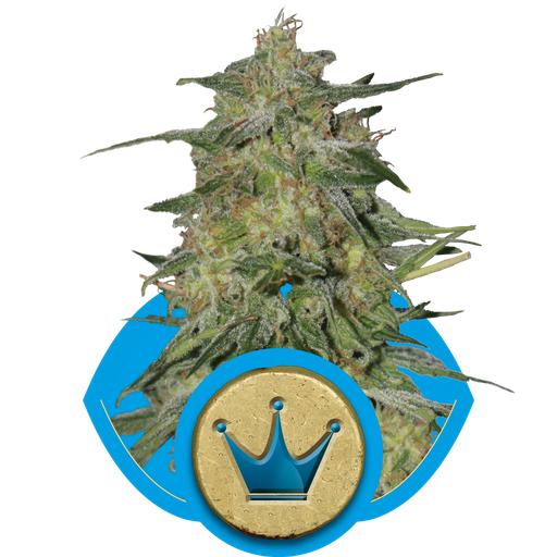Royal Highness CBD | PHOTOFEM | Royal Queen Seeds