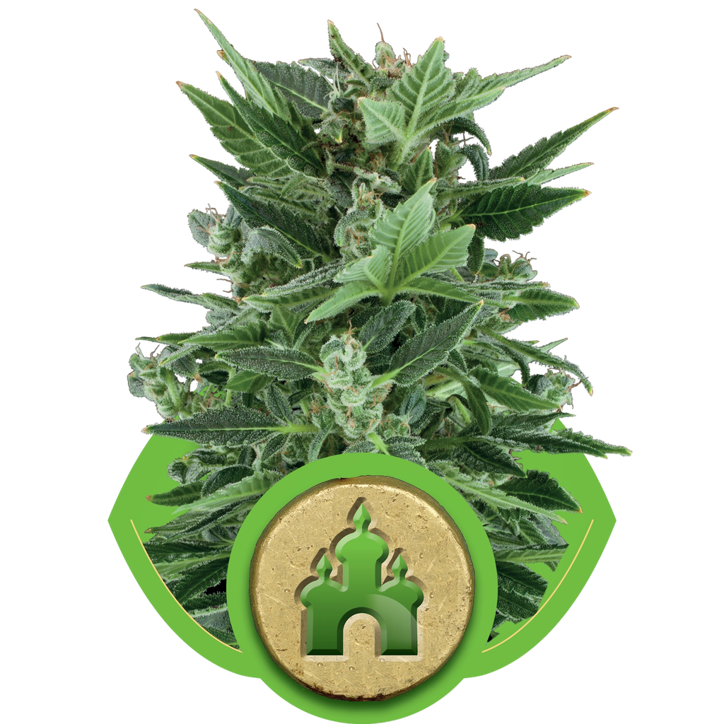 Royal Kush Auto | AUTOFEM | Royal Queen Seeds