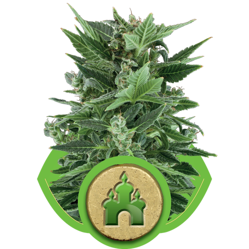 Royal Kush | AUTOFEM | Royal Queen Seeds