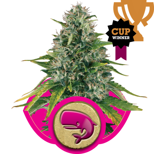 Royal Moby | PHOTOFEM | Royal Queen Seeds