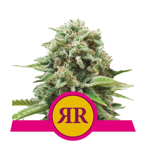 Royal Runtz | PHOTOFEM | Royal Queen Seeds