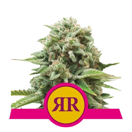 Royal Runtz | PHOTOFEM | Royal Queen Seeds