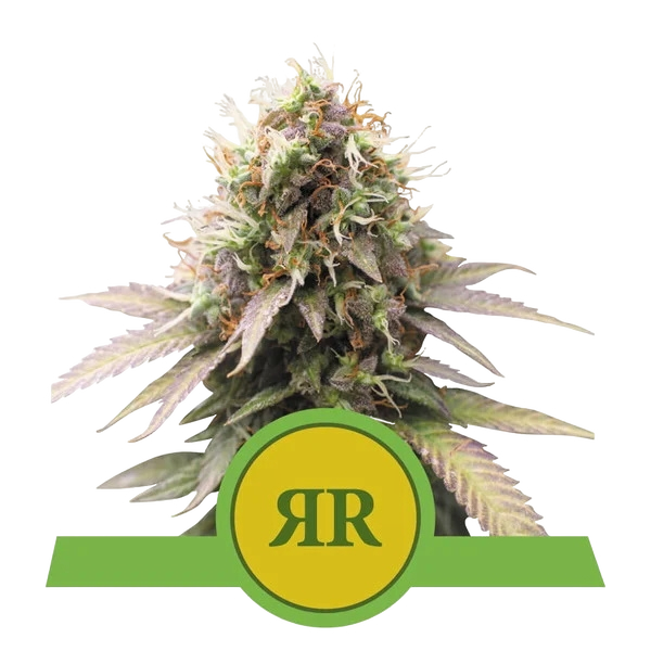 Royal Runtz Auto | AUTOFEM | Royal Queen Seeds