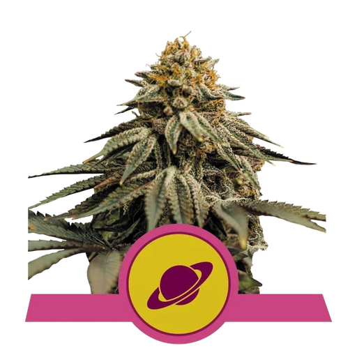 Royal Skywalker | PHOTOFEM | Royal Queen Seeds