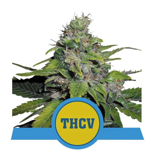 Royal THCV | PHOTOFEM | Royal Queen Seeds