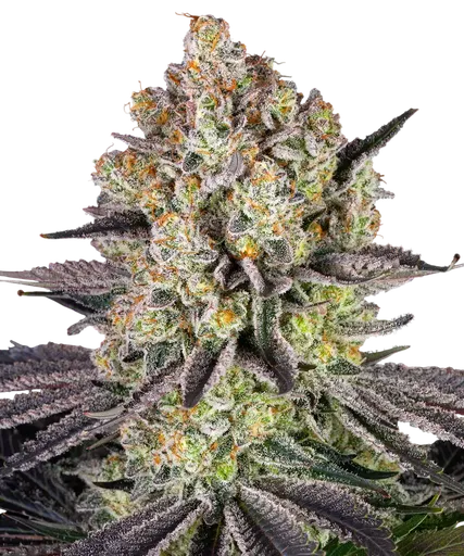 Runtz | PHOTOFEM | Barneys Farm