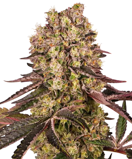 Runtz Muffin | PHOTOFEM | Barneys Farm