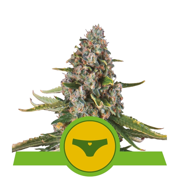 Sherbet Queen Auto | AUTOFEM | Royal Queen Seeds