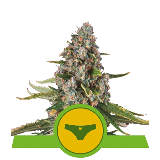 Sherbet Queen | AUTOFEM | Royal Queen Seeds