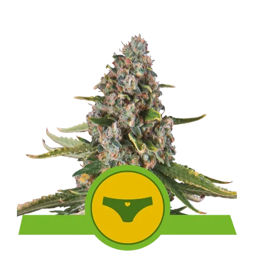 Sherbet Queen Auto | AUTOFEM | Royal Queen Seeds