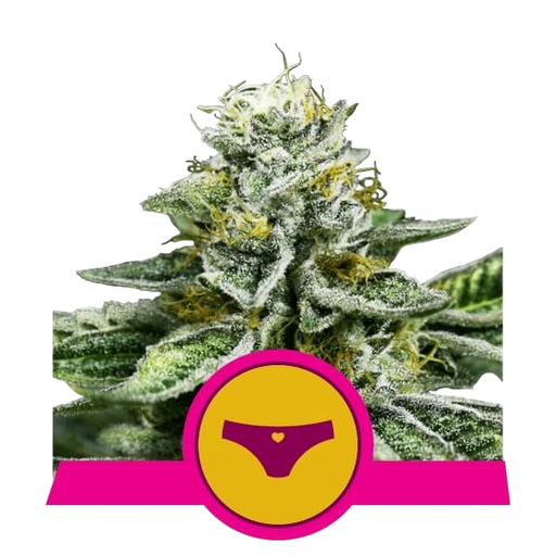 Sherbet Queen | PHOTOFEM | Royal Queen Seeds