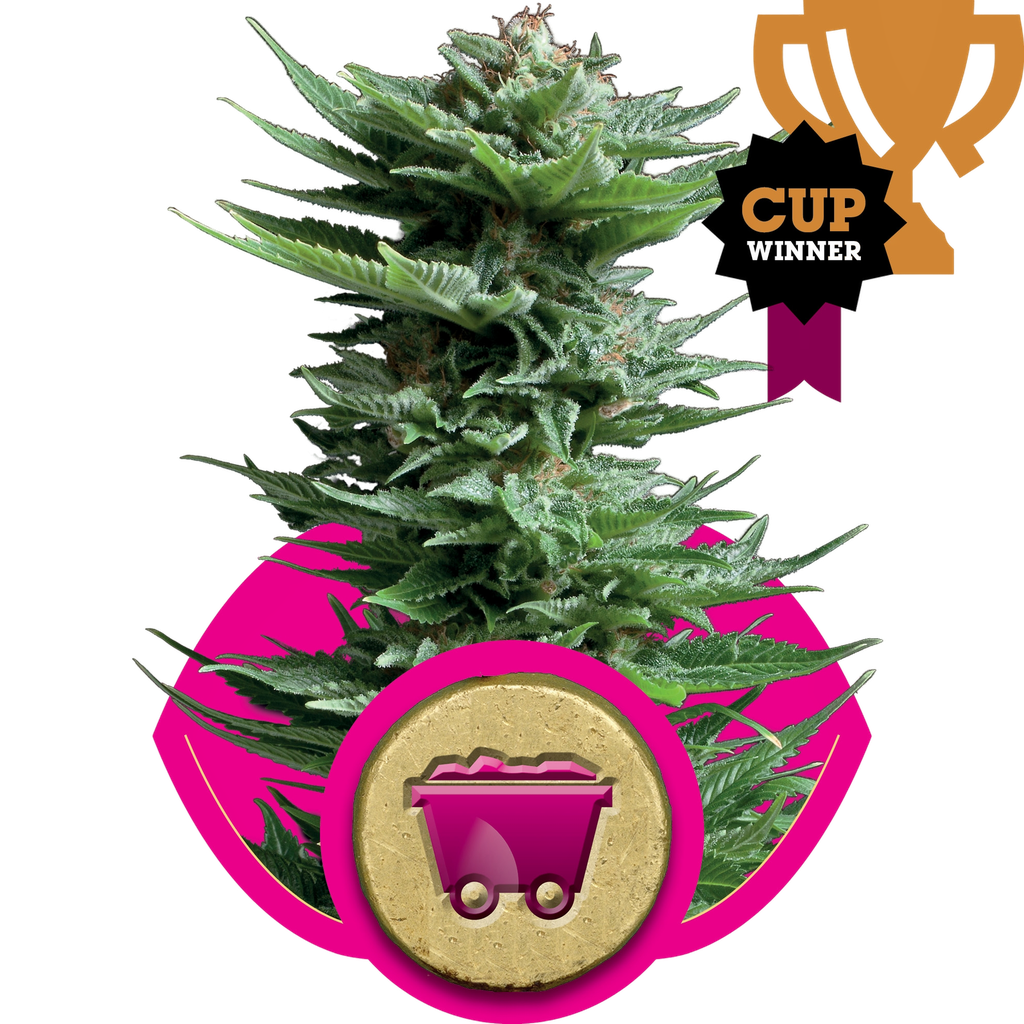 Shining Silver Haze | PHOTOFEM | Royal Queen Seeds