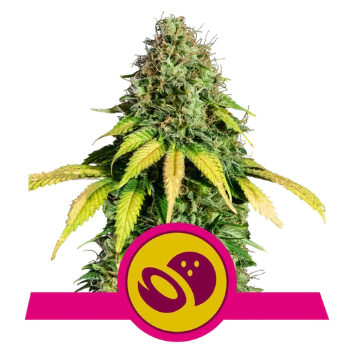 Somango XL | PHOTOFEM | Royal Queen Seeds