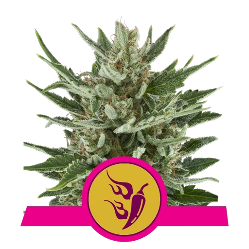 Speedy Chile FAST VERSION | PHOTOFEM | Royal Queen Seeds