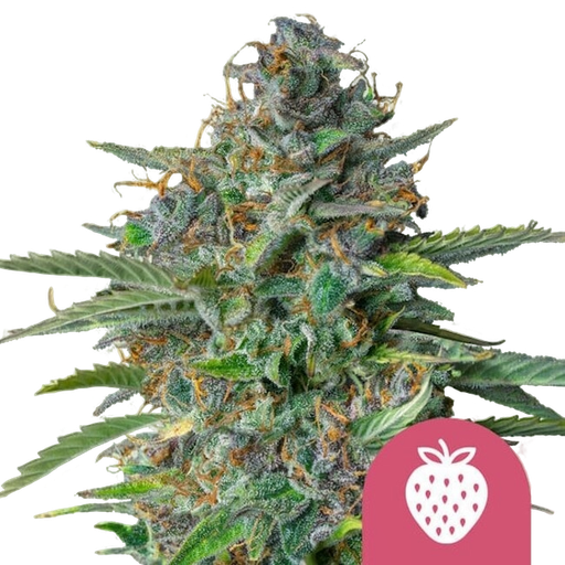 Strawberry Cough | PHOTOFEM | Royal Queen Seeds
