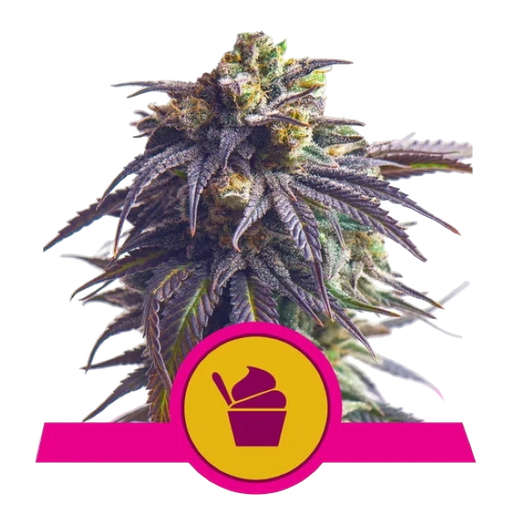 Sundae Driver | PHOTOFEM | Royal Queen Seeds