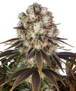 Bruce Banner | PHOTOFEM | Barneys Farm