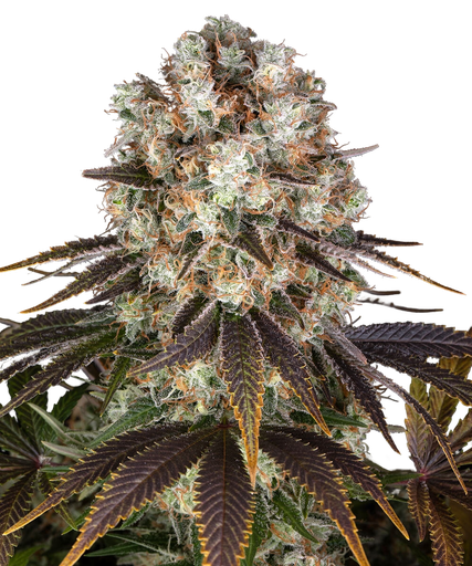 Bruce Banner | PHOTOFEM | Barneys Farm