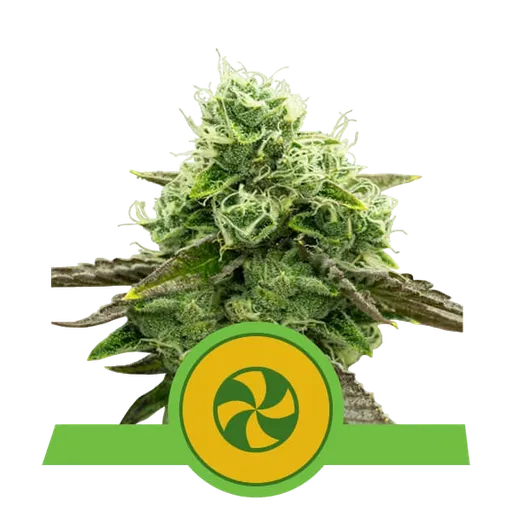 Sweet ZZ | AUTOFEM | Royal Queen Seeds