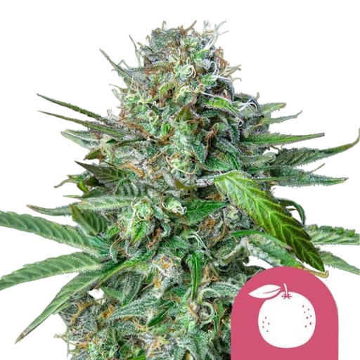 Tangie | PHOTOFEM | Royal Queen Seeds