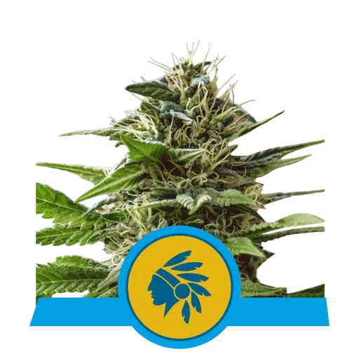 Tatanka Pure CBD | PHOTOFEM | Royal Queen Seeds