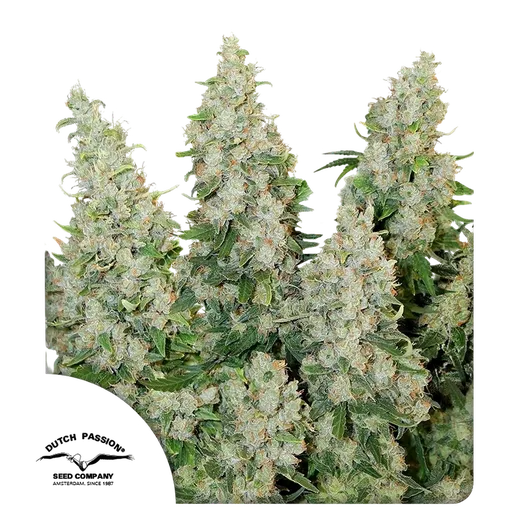 Think Different | AUTOFEM | Dutch Passion