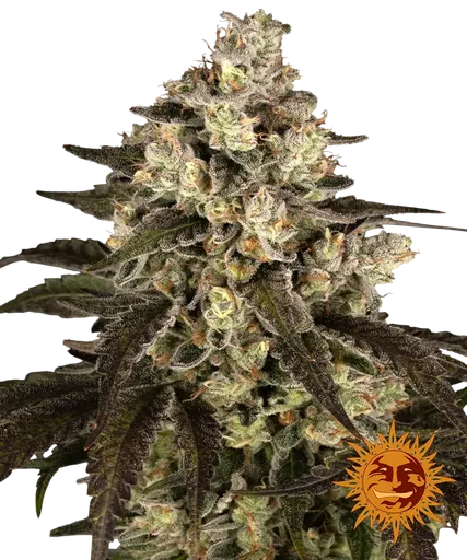 Trainwreck | PHOTOFEM | Barneys Farm