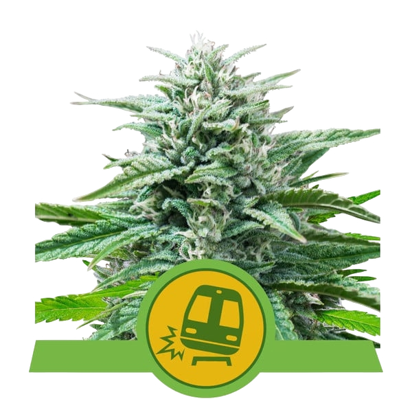 Trainwreck Auto | AUTOFEM | Royal Queen Seeds