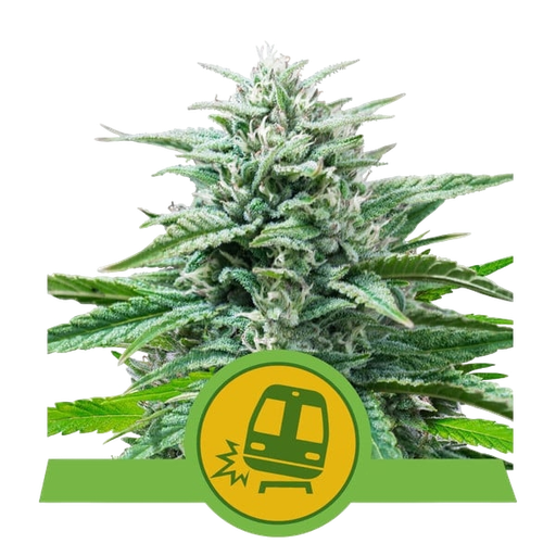 Trainwreck | AUTOFEM | Royal Queen Seeds