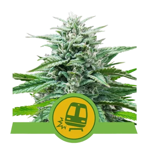 Trainwreck Auto | AUTOFEM | Royal Queen Seeds