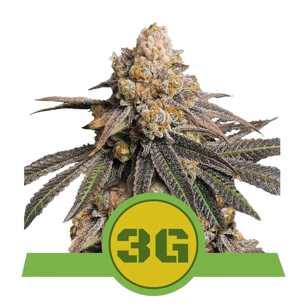 Triple G Auto | AUTOFEM | Royal Queen Seeds