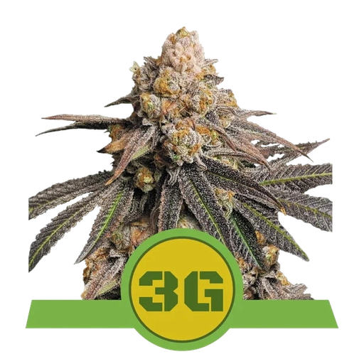 Triple G | AUTOFEM | Royal Queen Seeds