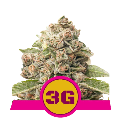 Triple G | PHOTOFEM | Royal Queen Seeds