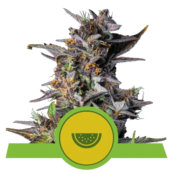 Watermelon Auto | AUTOFEM | Royal Queen Seeds