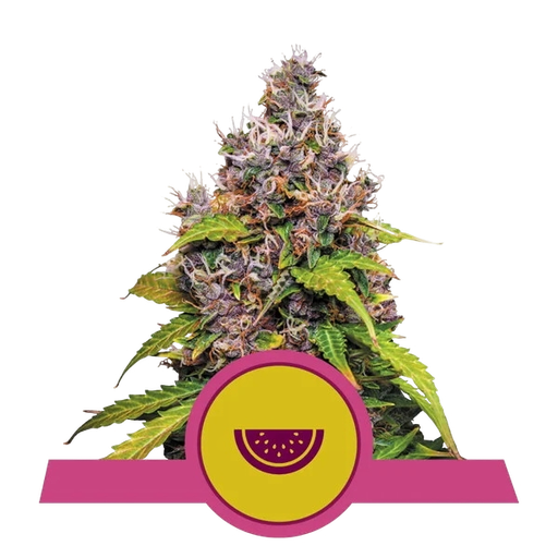 Watermelon | PHOTOFEM | Royal Queen Seeds