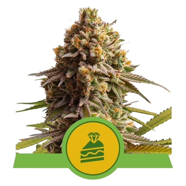 Wedding Cake Auto | AUTOFEM | Royal Queen Seeds