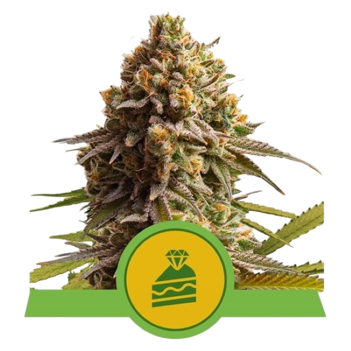 Wedding Cake | AUTOFEM | Royal Queen Seeds